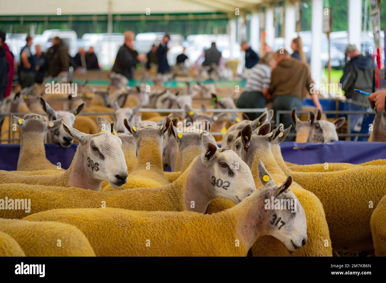 Images of the Kelso Rame Sales 2022. Springwood Park, Border Union