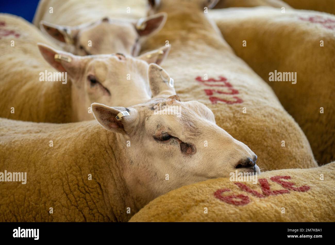 Images of the Kelso Rame Sales 2022. Springwood Park, Border Union Showground, Kelso, Scottish Borders, Scotland, UK.    Picture Phil Wilkinson / Alam Stock Photo