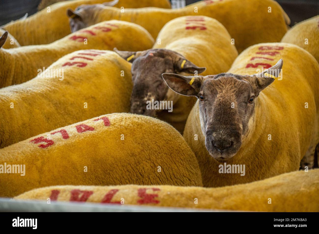Images of the Kelso Rame Sales 2022. Springwood Park, Border Union