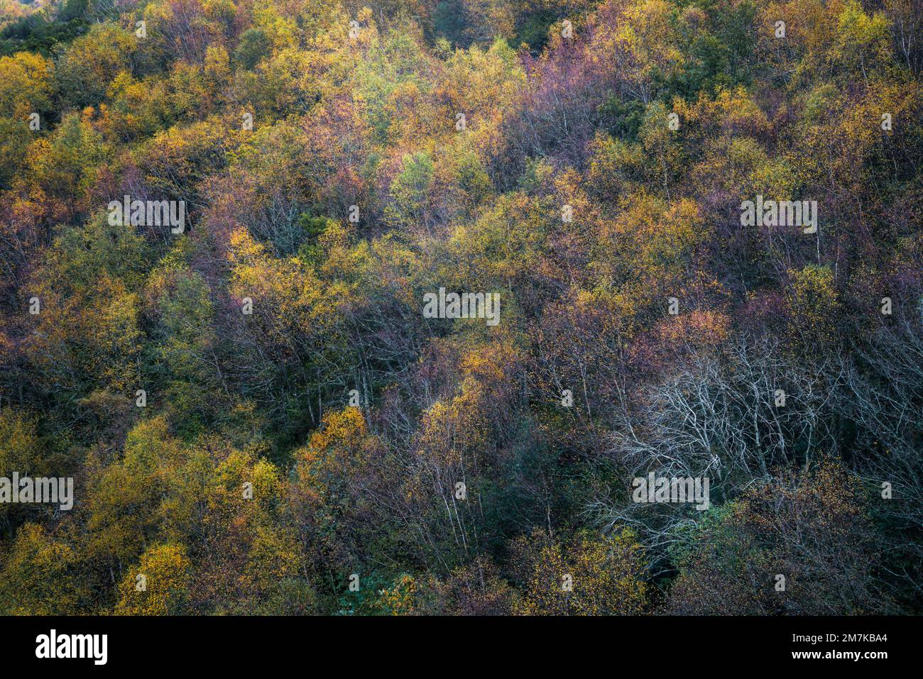 Autumn color palette in a mixed deciduous forest in Ancares Mountain Range Cervantes Lugo Galicia Stock Photo