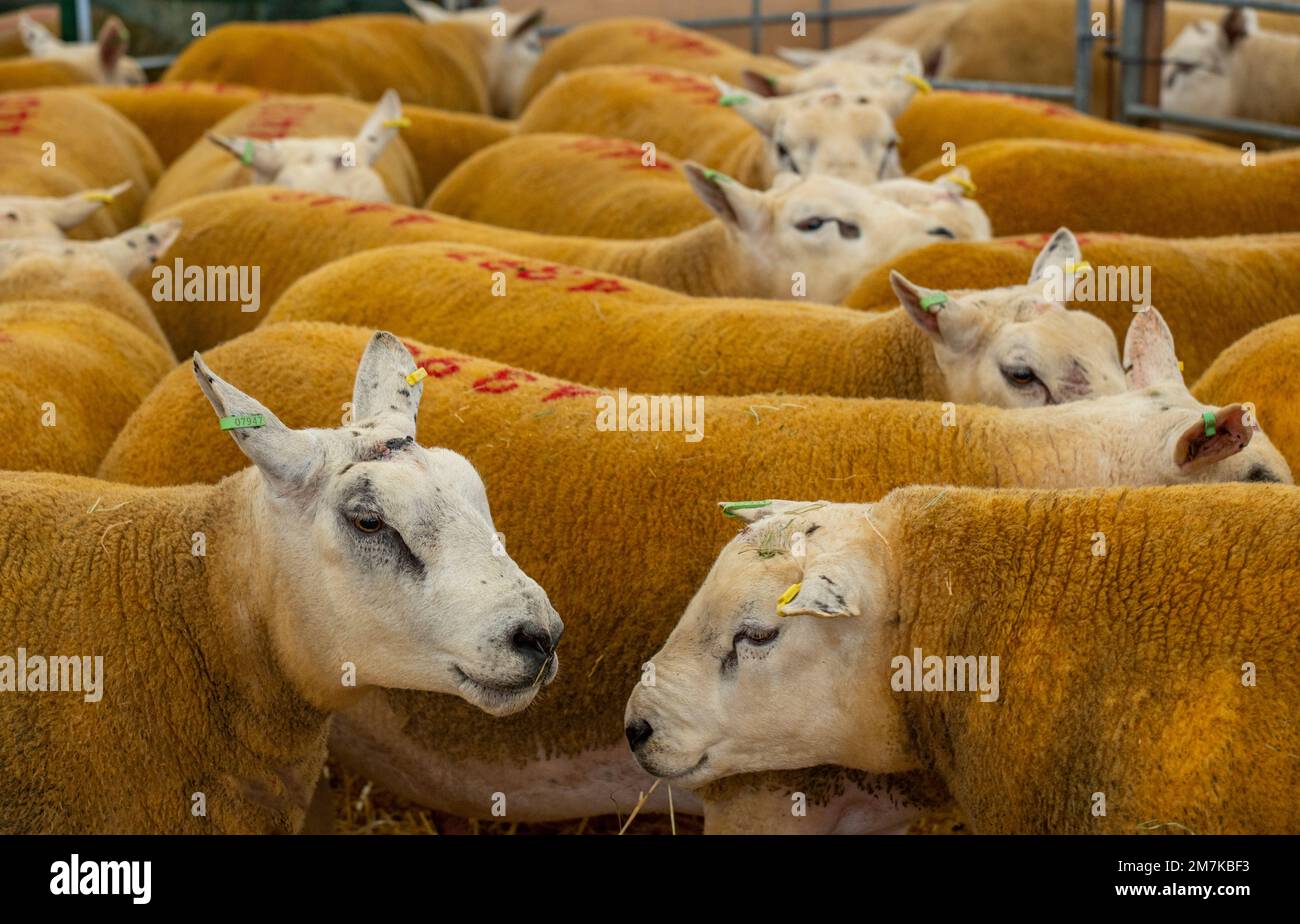 Images of the Kelso Rame Sales 2022. Springwood Park, Border Union