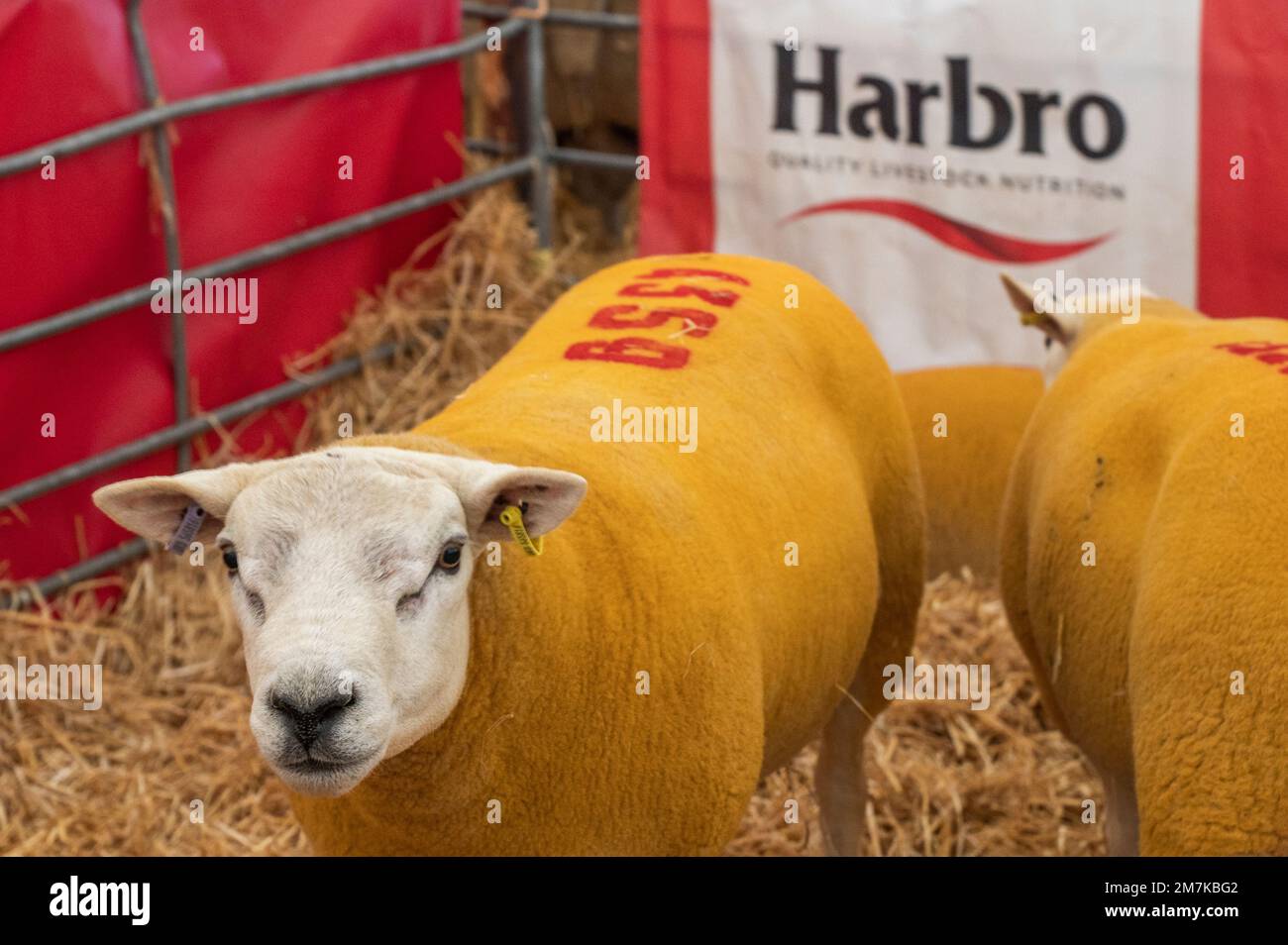 Images of the Kelso Rame Sales 2022. Springwood Park, Border Union