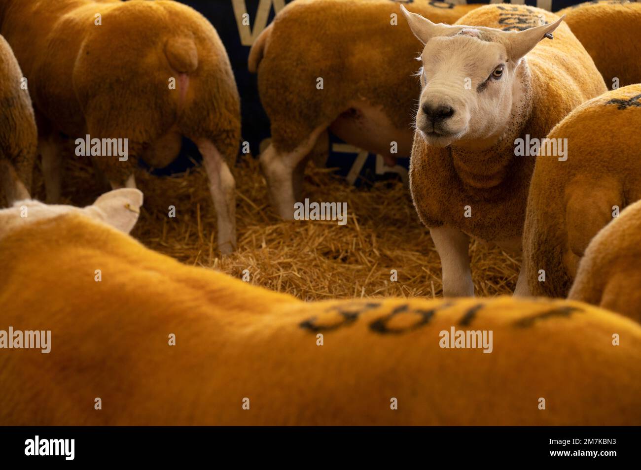 Images of the Kelso Rame Sales 2022. Springwood Park, Border Union