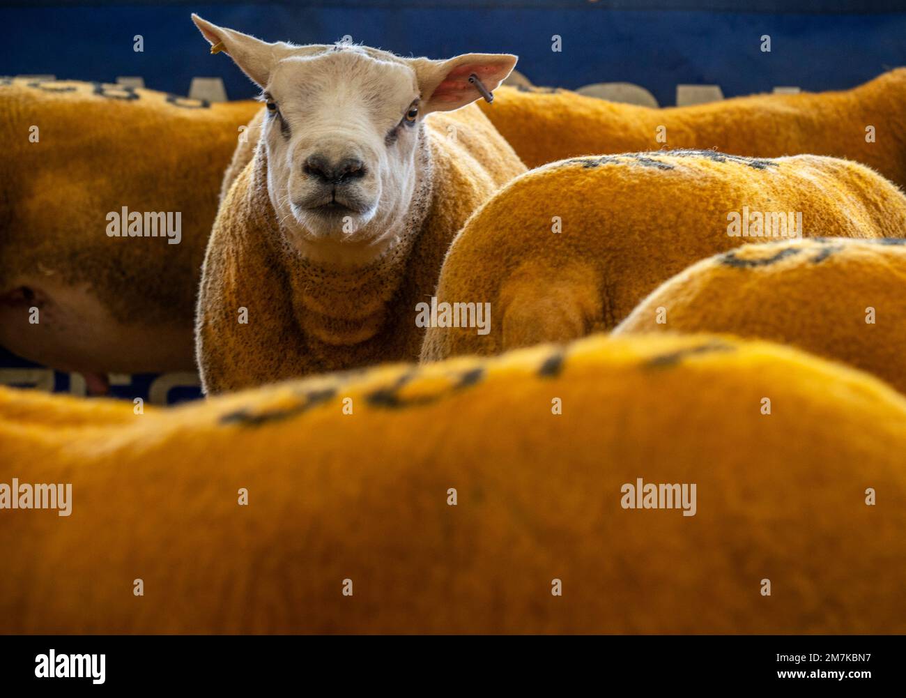 Images of the Kelso Rame Sales 2022. Springwood Park, Border Union