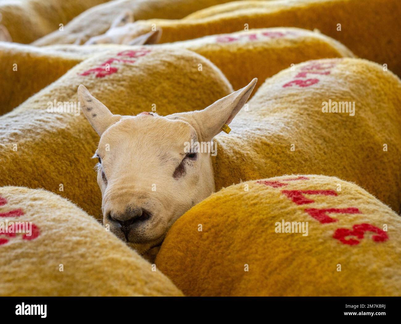 Images of the Kelso Rame Sales 2022. Springwood Park, Border Union