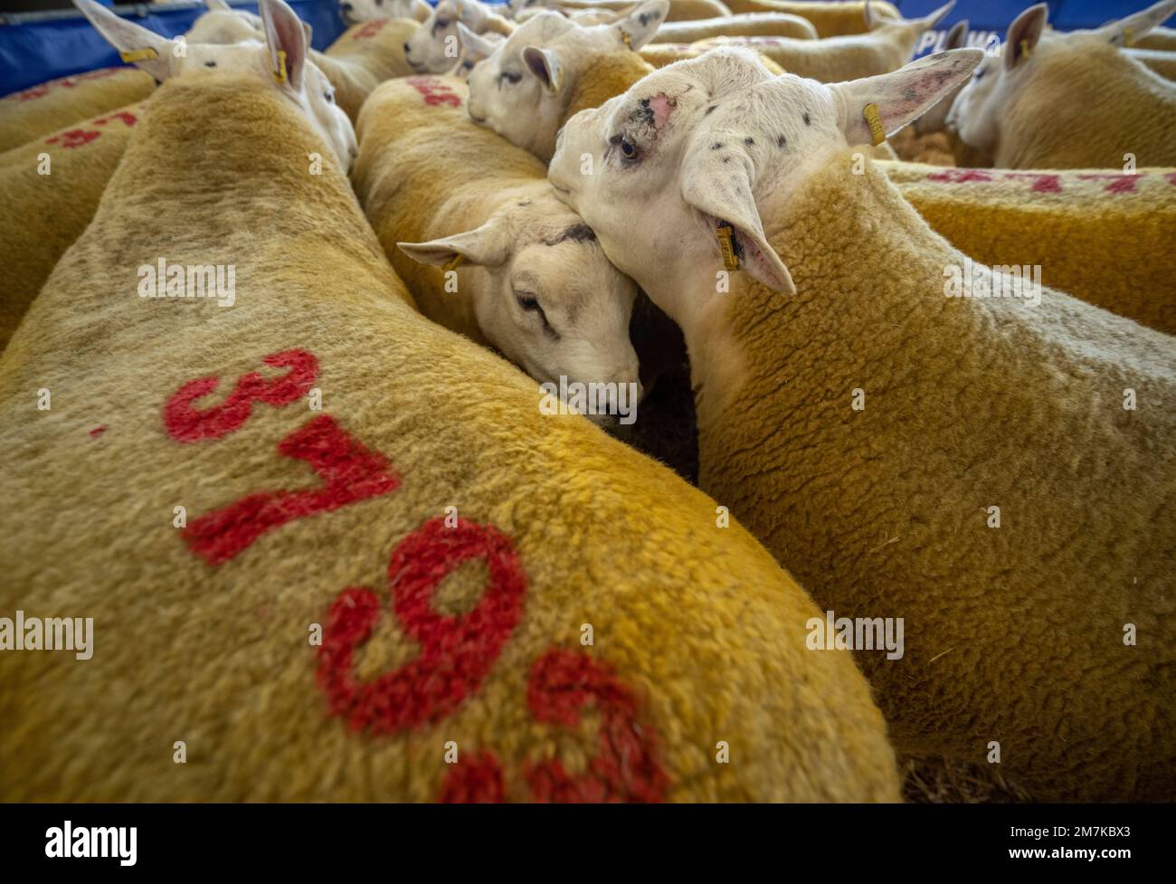 Images of the Kelso Rame Sales 2022. Springwood Park, Border Union