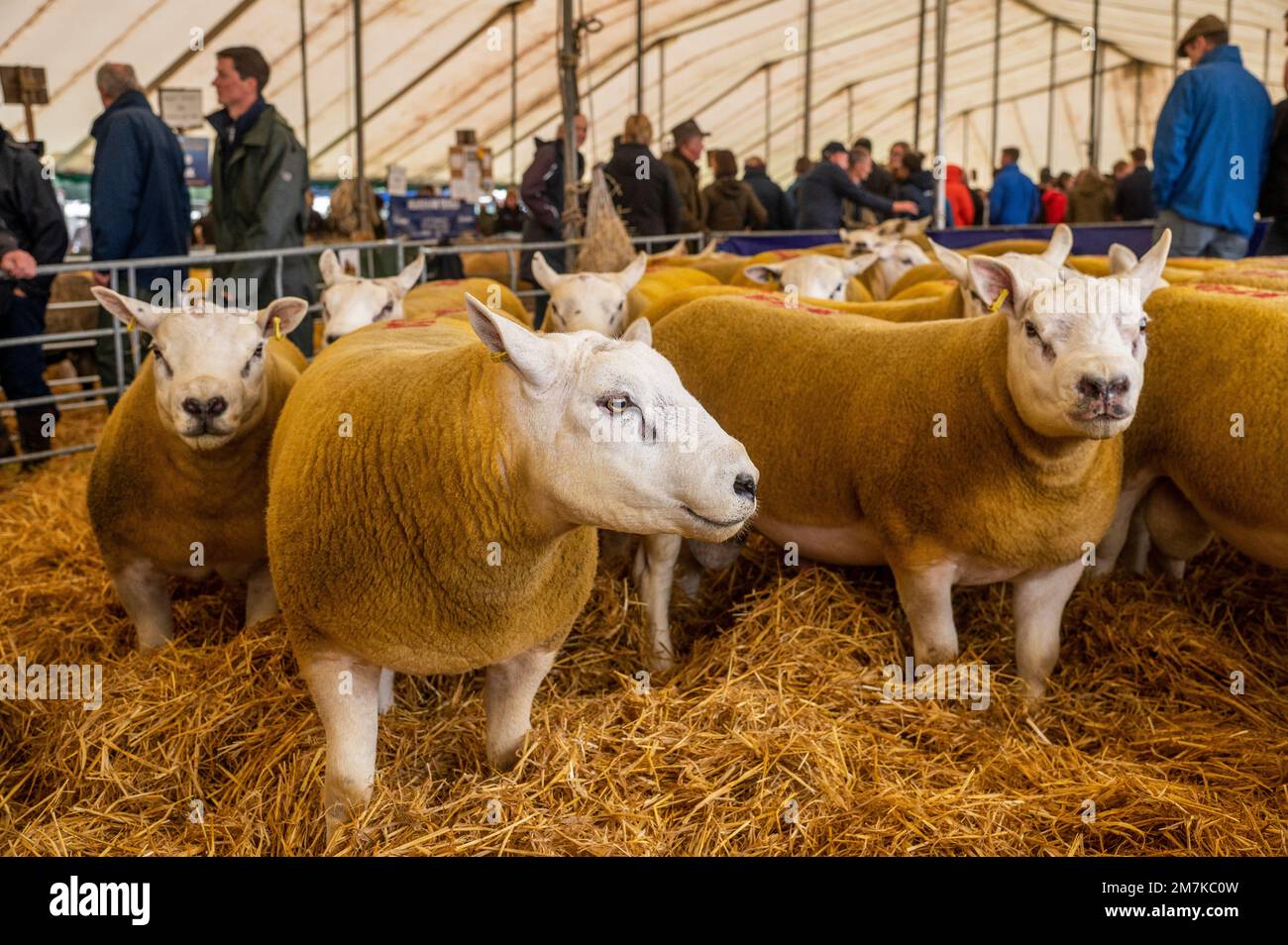 Images of the Kelso Rame Sales 2022. Springwood Park, Border Union