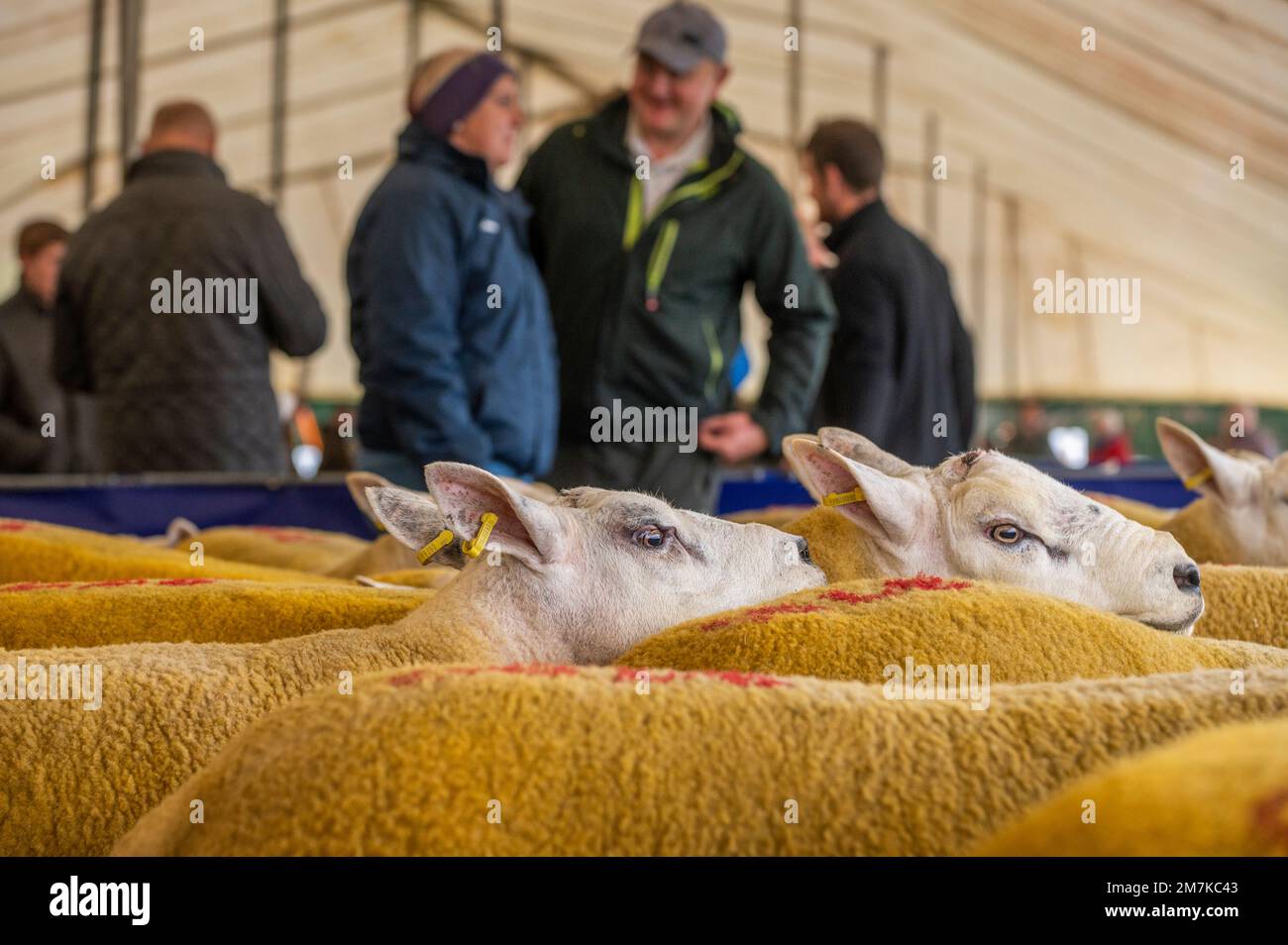 Images of the Kelso Rame Sales 2022. Springwood Park, Border Union