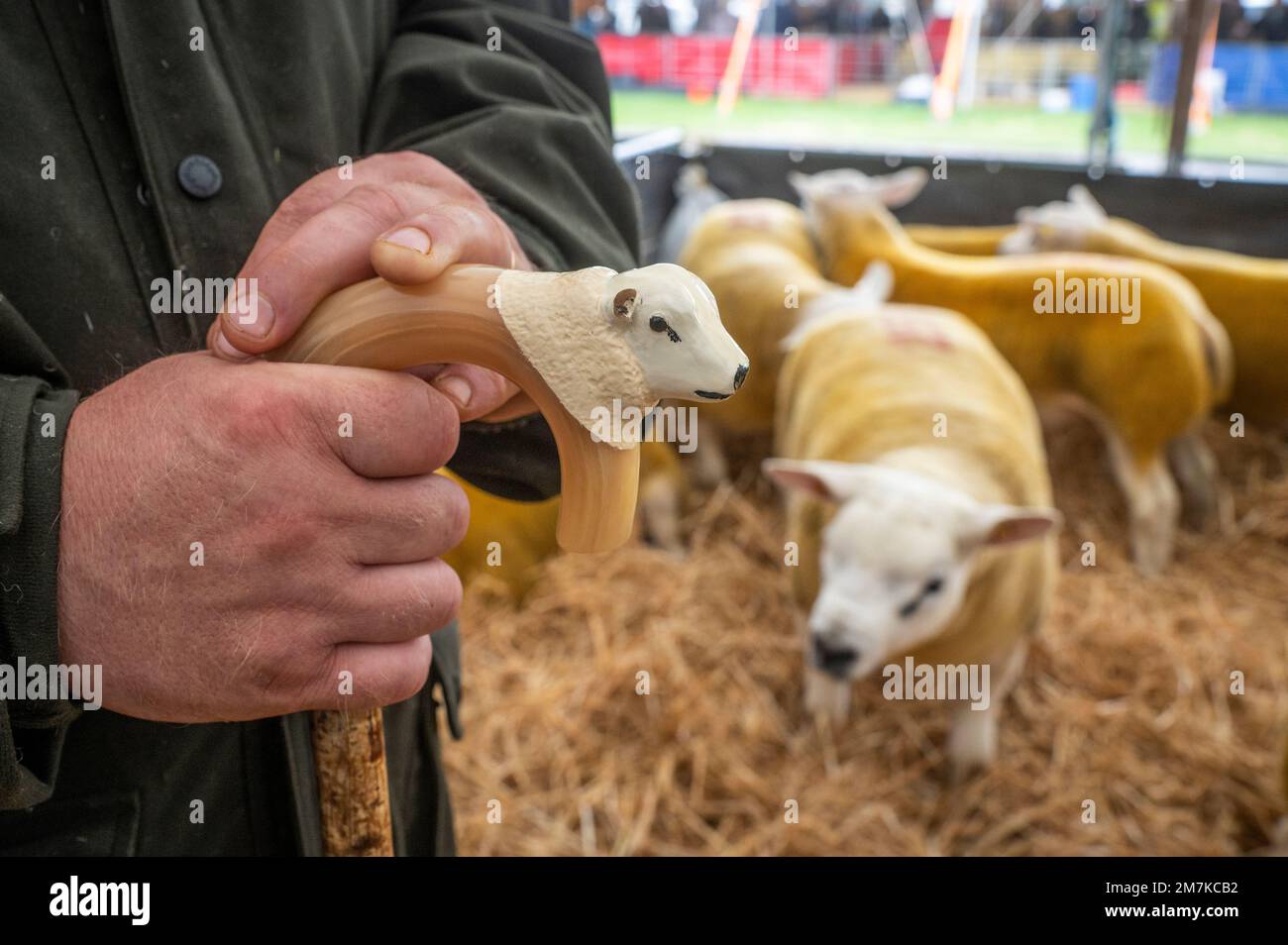 Images of the Kelso Rame Sales 2022. Springwood Park, Border Union