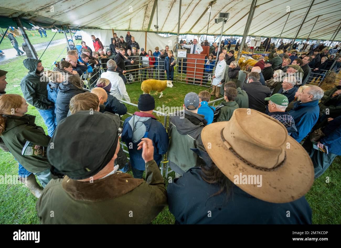 Images of the Kelso Rame Sales 2022. Springwood Park, Border Union