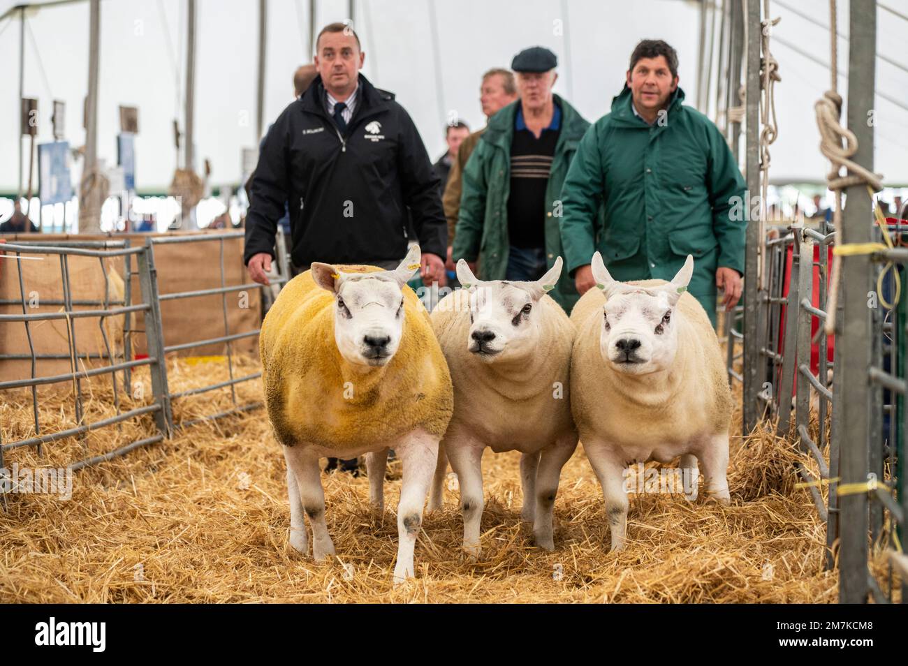 Images of the Kelso Rame Sales 2022. Springwood Park, Border Union