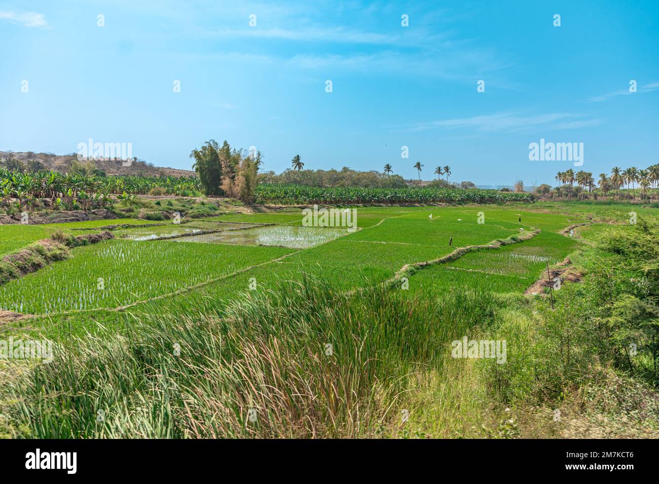 green rice fields in south america Stock Photo