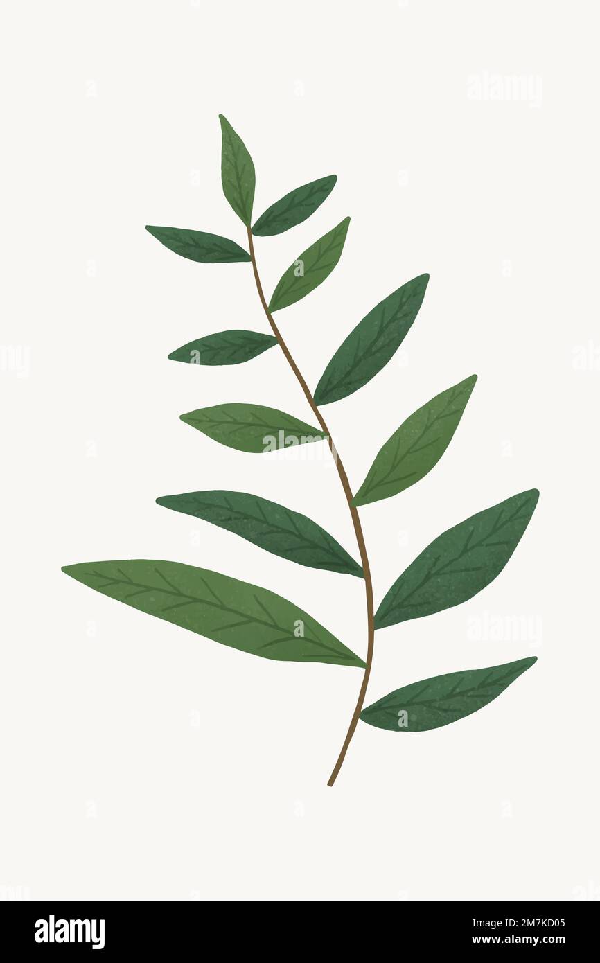 Branch with green leaves design element Stock Vector Image & Art - Alamy