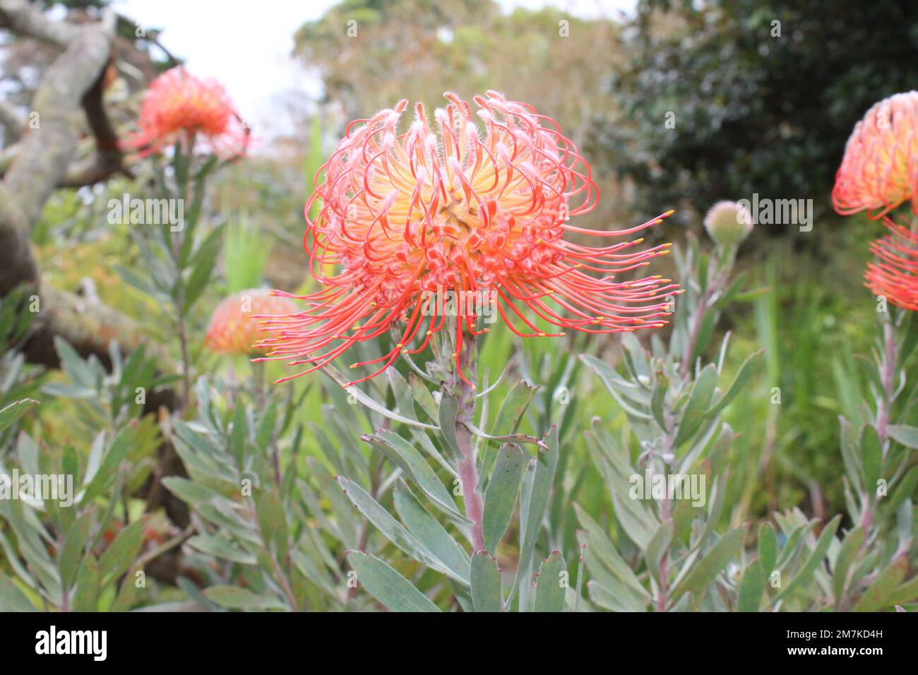 Exotic Flowers of Hawaii Stock Photo