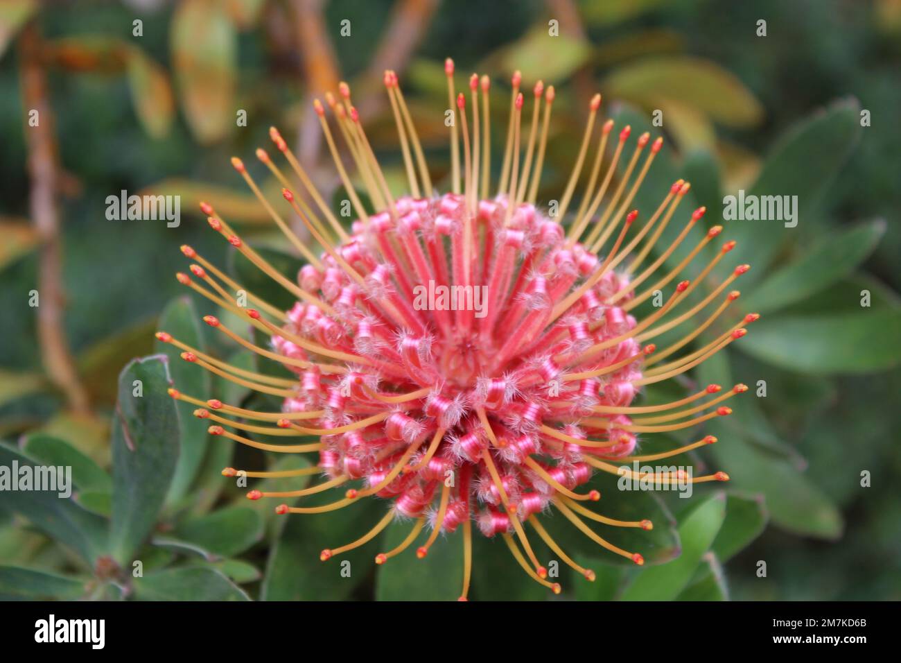 Exotic Flowers of Hawaii Stock Photo Alamy
