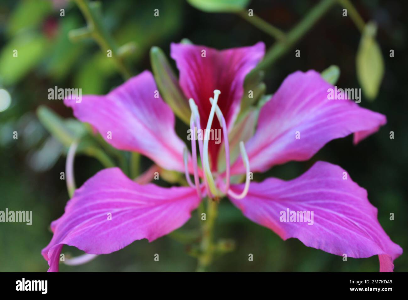 Exotic Flowers of Hawaii Stock Photo