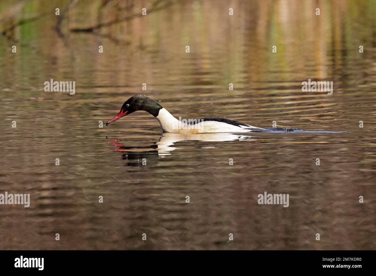 Male Goosander of Lydney Park Lake, Forest of Dean, Gloucestershire, UK Stock Photo