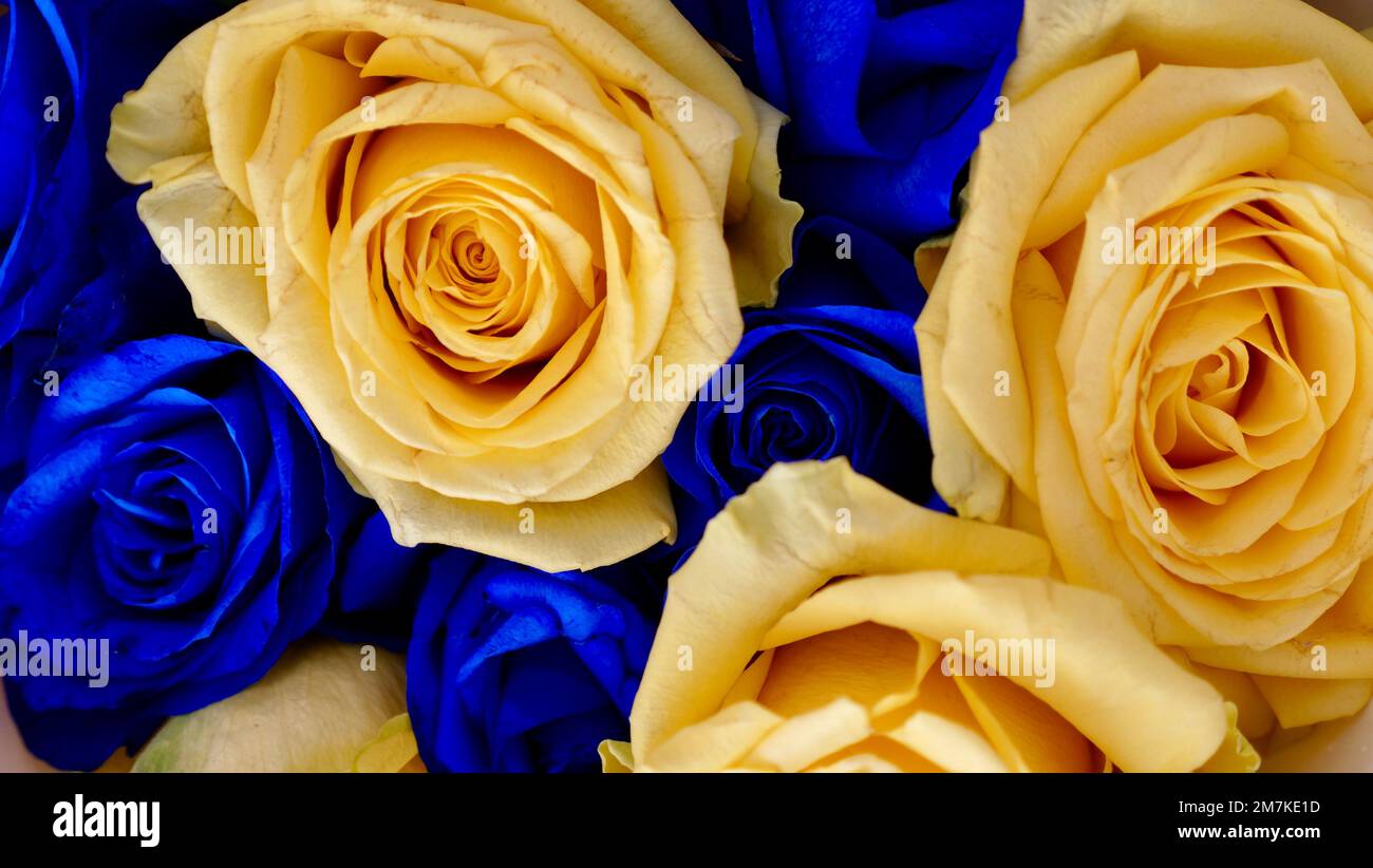 The background is yellow blue rose flowers, Ukrainian symbol of the