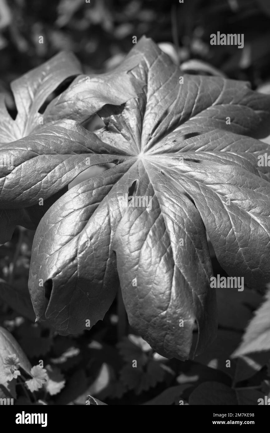 Leafy summer plants growing in the sunny meadow in a black and white ...