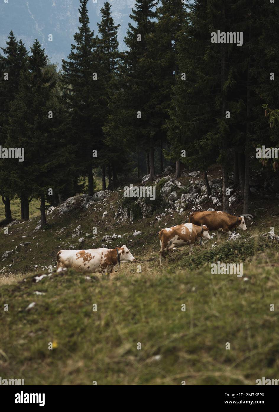 A herd of cows grazing in the wilderness with dark trees and vast ...