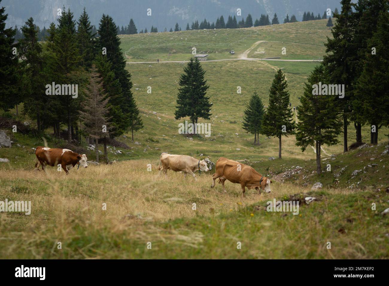 A herd of cows grazing in the wilderness with dark trees and vast ...
