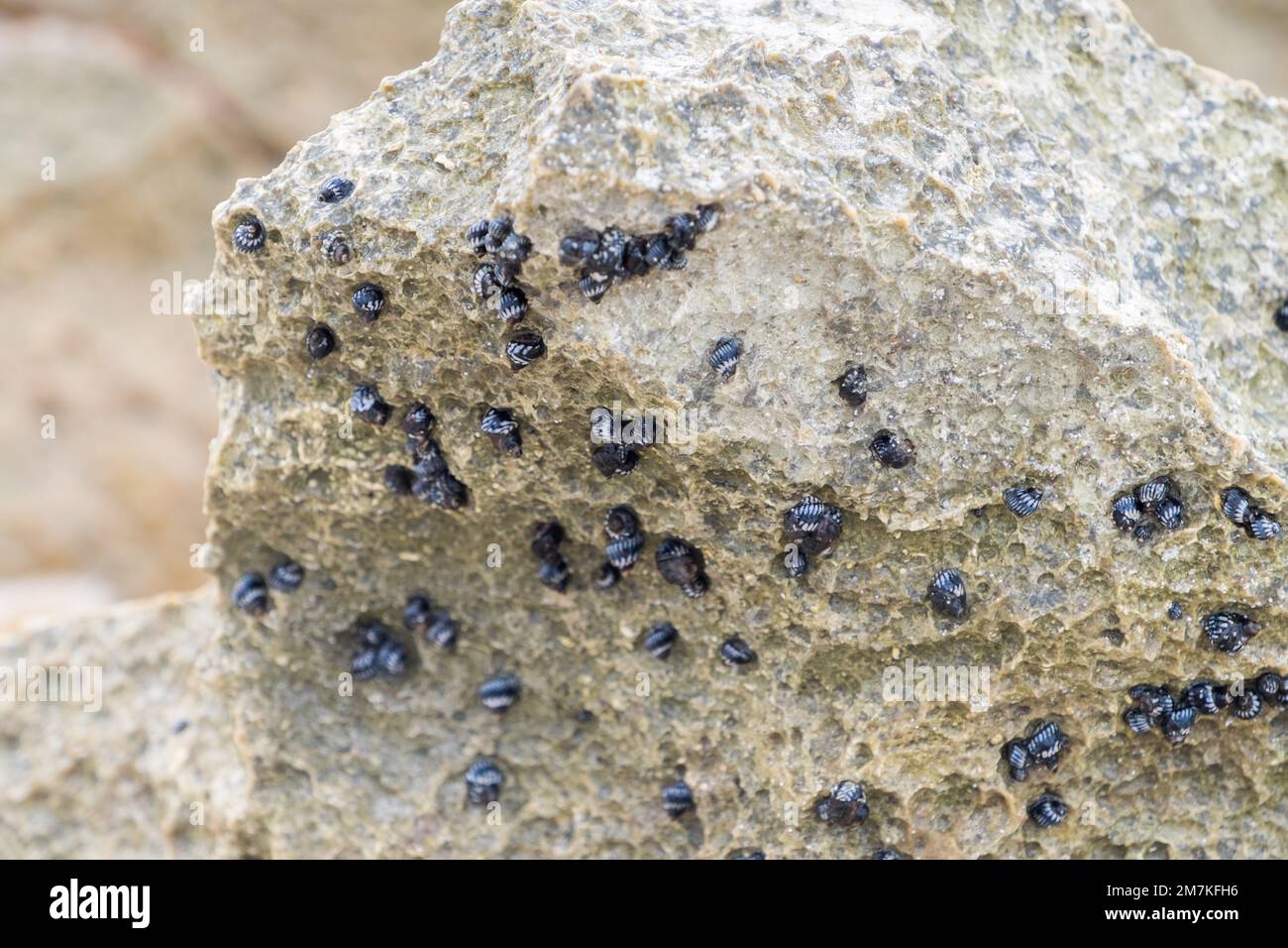 Details of hundreds of small dark blue sea snails attached to a rock in the Limestone Bay area of Anguilla Stock Photo