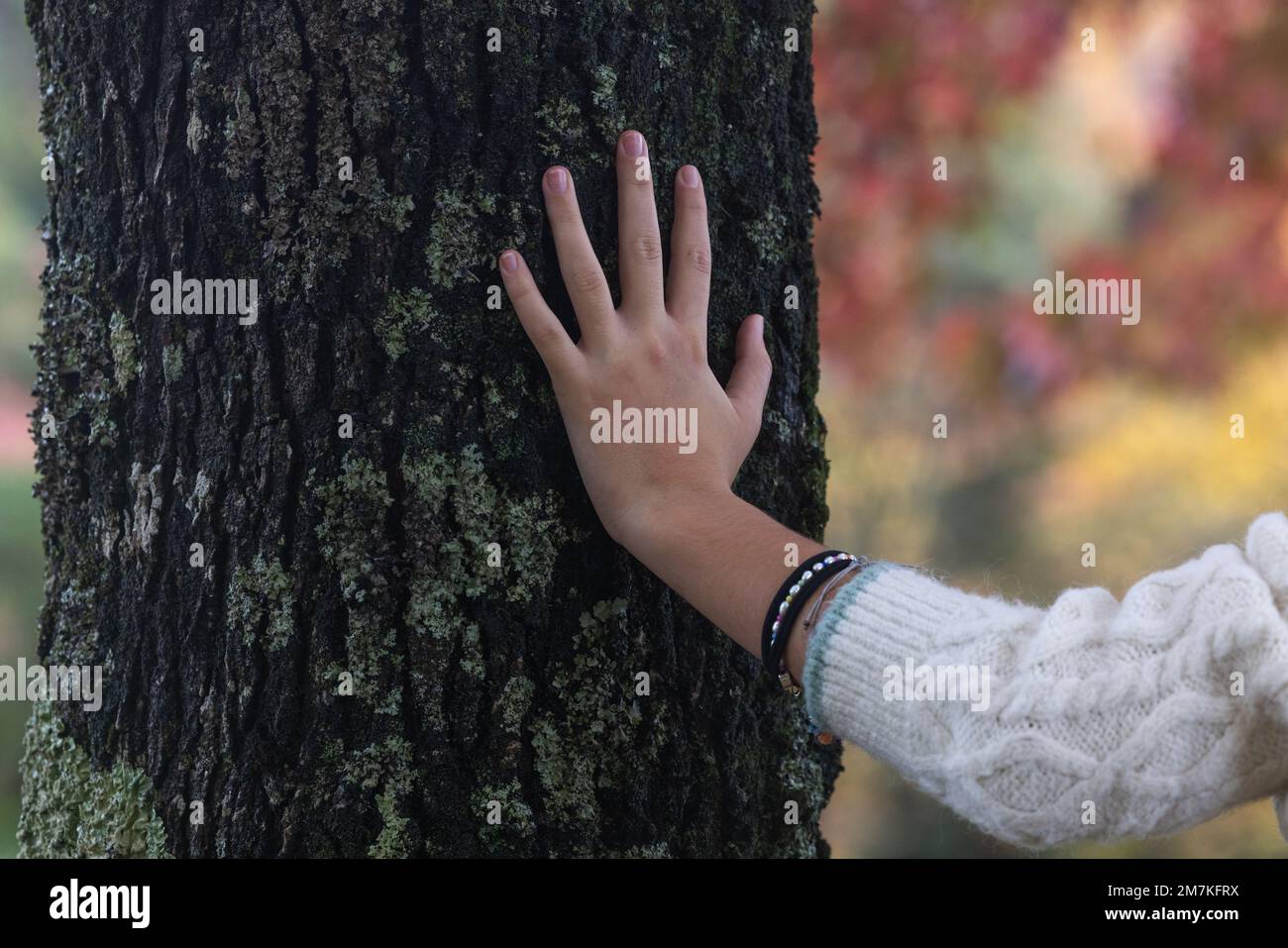 Close up of the hand of a girl touching an old tree trunk Stock Photo