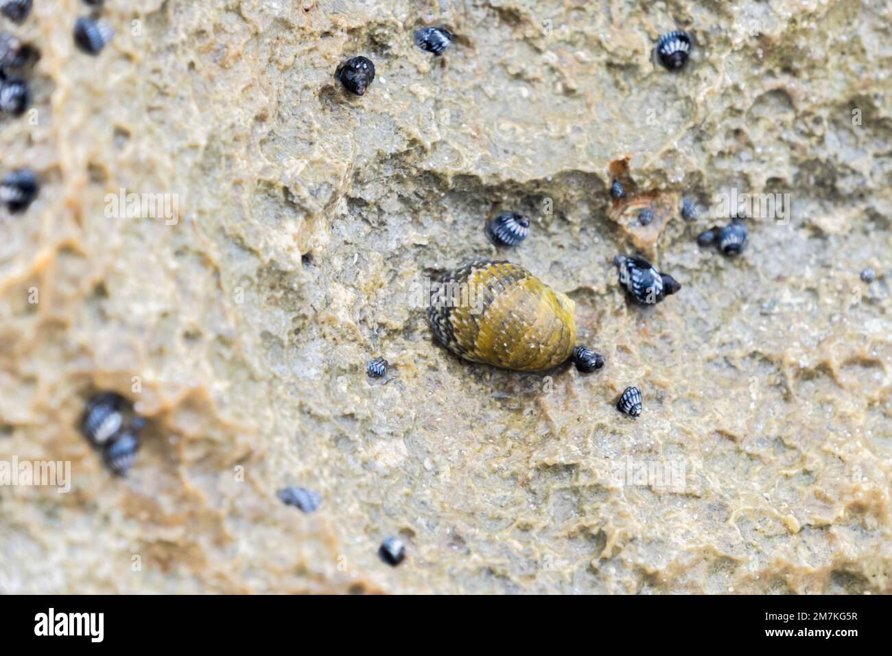 Details of hundreds of small dark blue sea snails attached to a rock in the Limestone Bay area of Anguilla Stock Photo