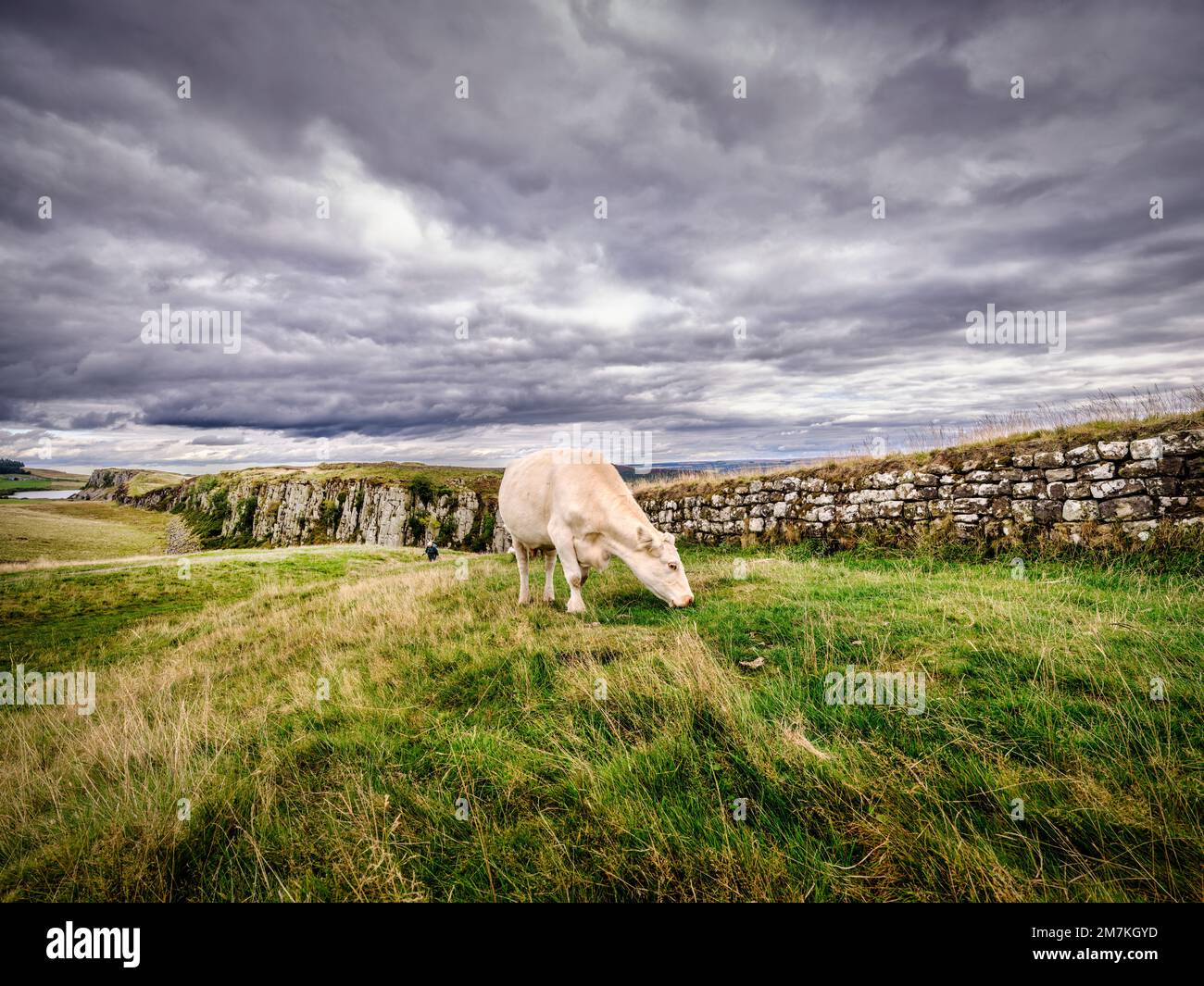 A cow grazing at Steel Rigg on HadrianÕs Wall, Northumberland National Park near Haltwhistle between Turret 39A and 39B at Peel Crags near the Sycamor Stock Photo