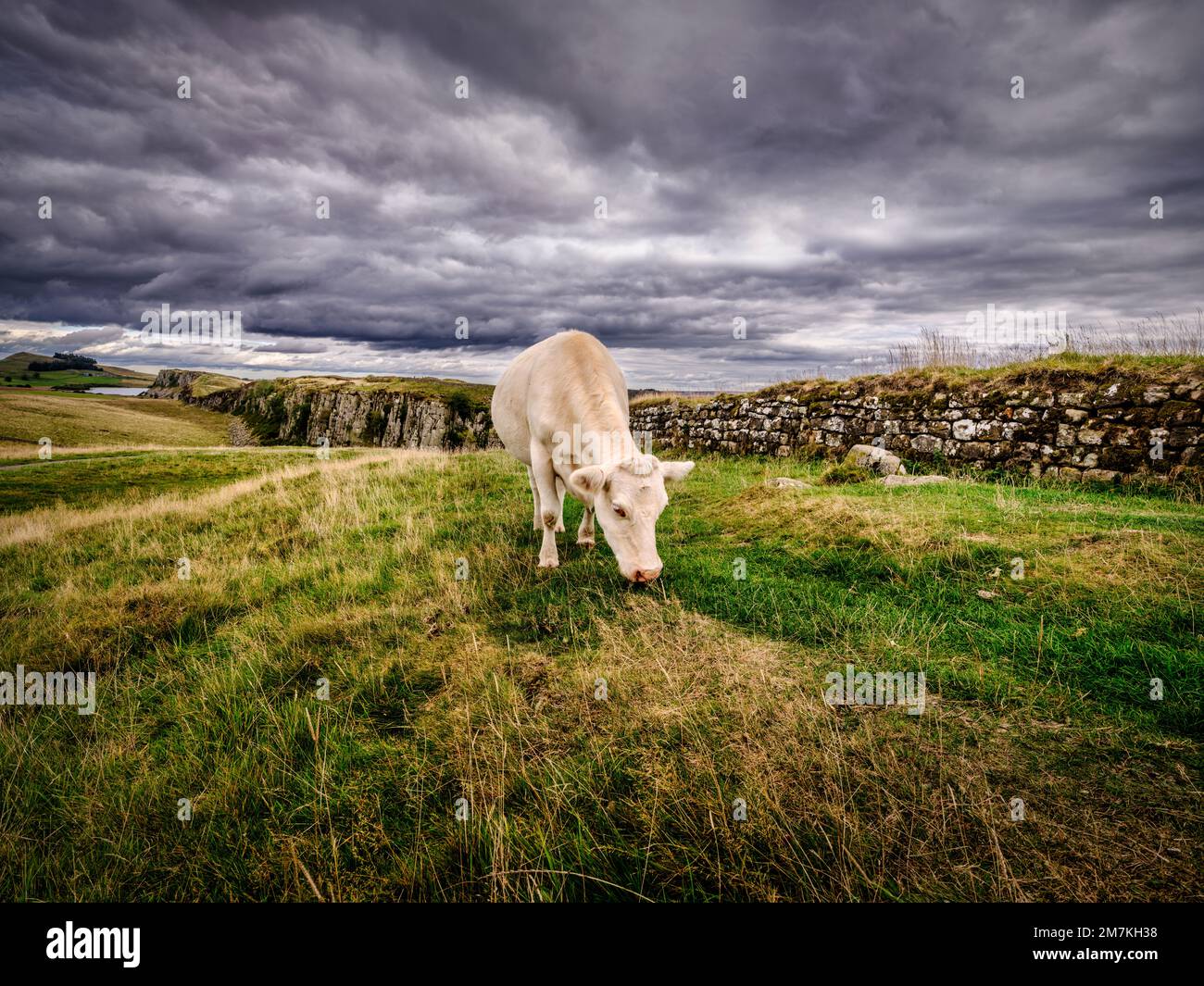 A cow grazing at Steel Rigg on HadrianÕs Wall, Northumberland National Park near Haltwhistle between Turret 39A and 39B at Peel Crags (in background) Stock Photo