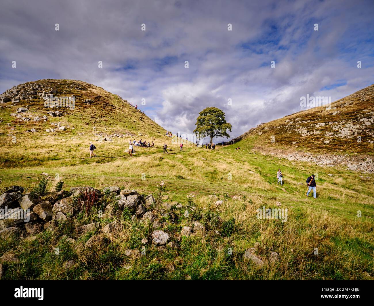 Sycamore Gap on Hadrian's Wall, Northumberland National Park near Haltwhistle. Stock Photo