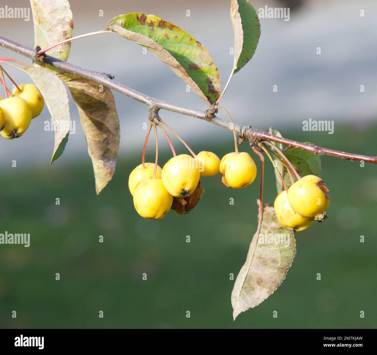 Crab apple trees hires stock photography and images Alamy