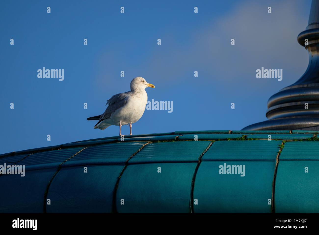 A seagull in winter sunshine stands on the roof of Eastbourne bandstand. Stock Photo