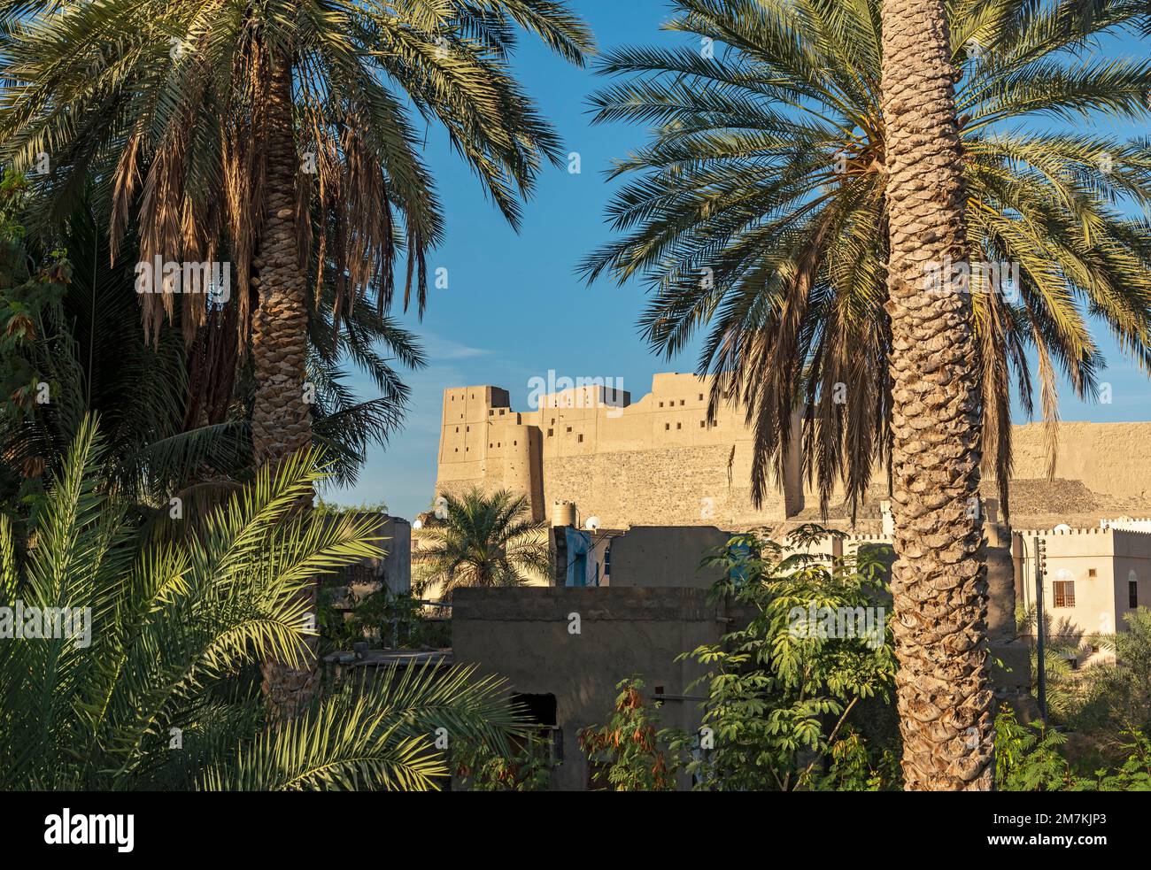Palm trees oman hi-res stock photography and images - Alamy