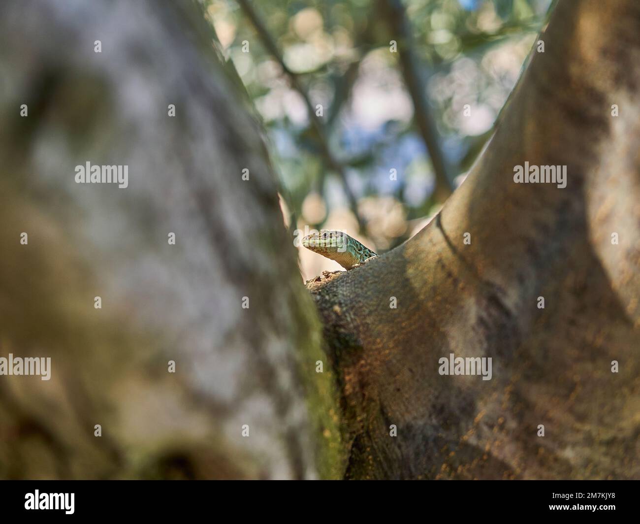 small green lizard hidden well camouflaged in a tree Stock Photo - Alamy