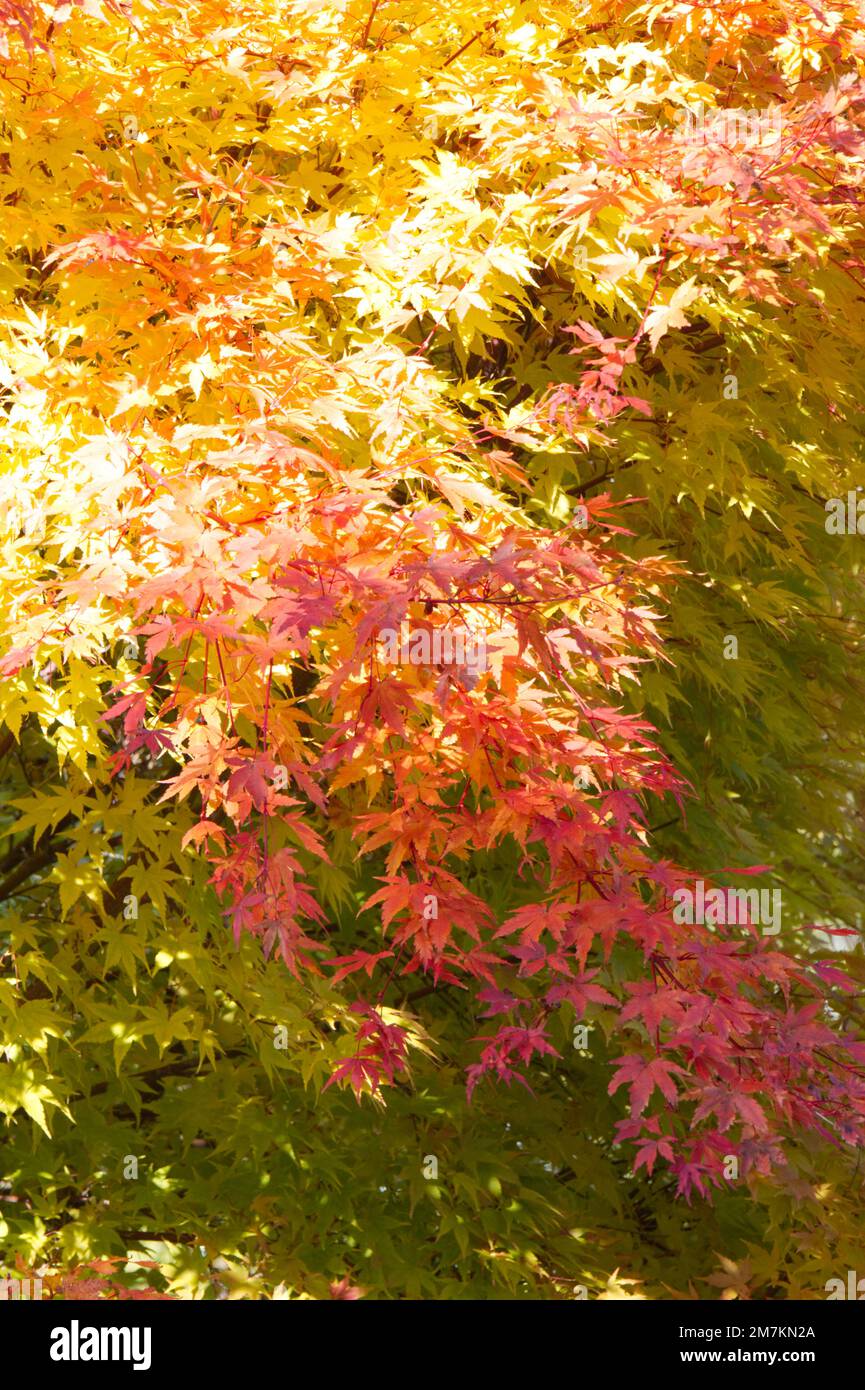 Autumn foliage of Coral bark maple Acer Palmatum Sango-kaku in UK garden October Stock Photo