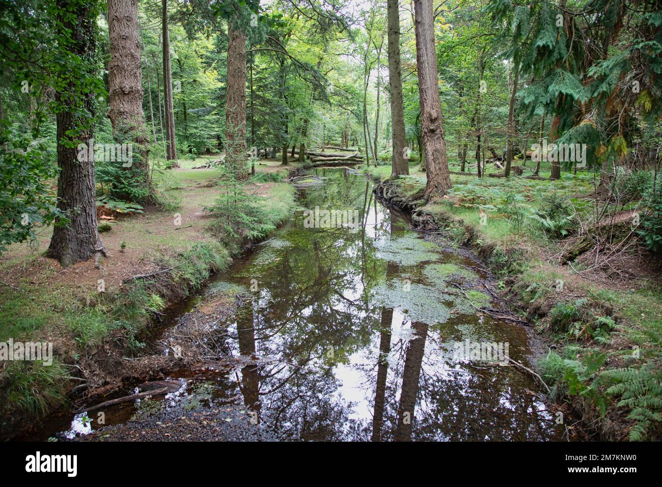 New forest timber royal navy hi-res stock photography and images - Alamy