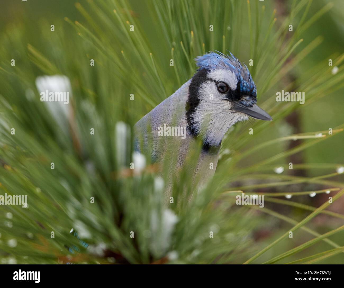 A close-up shot of a blue jay perched on a tree on a blurred background Stock Photo