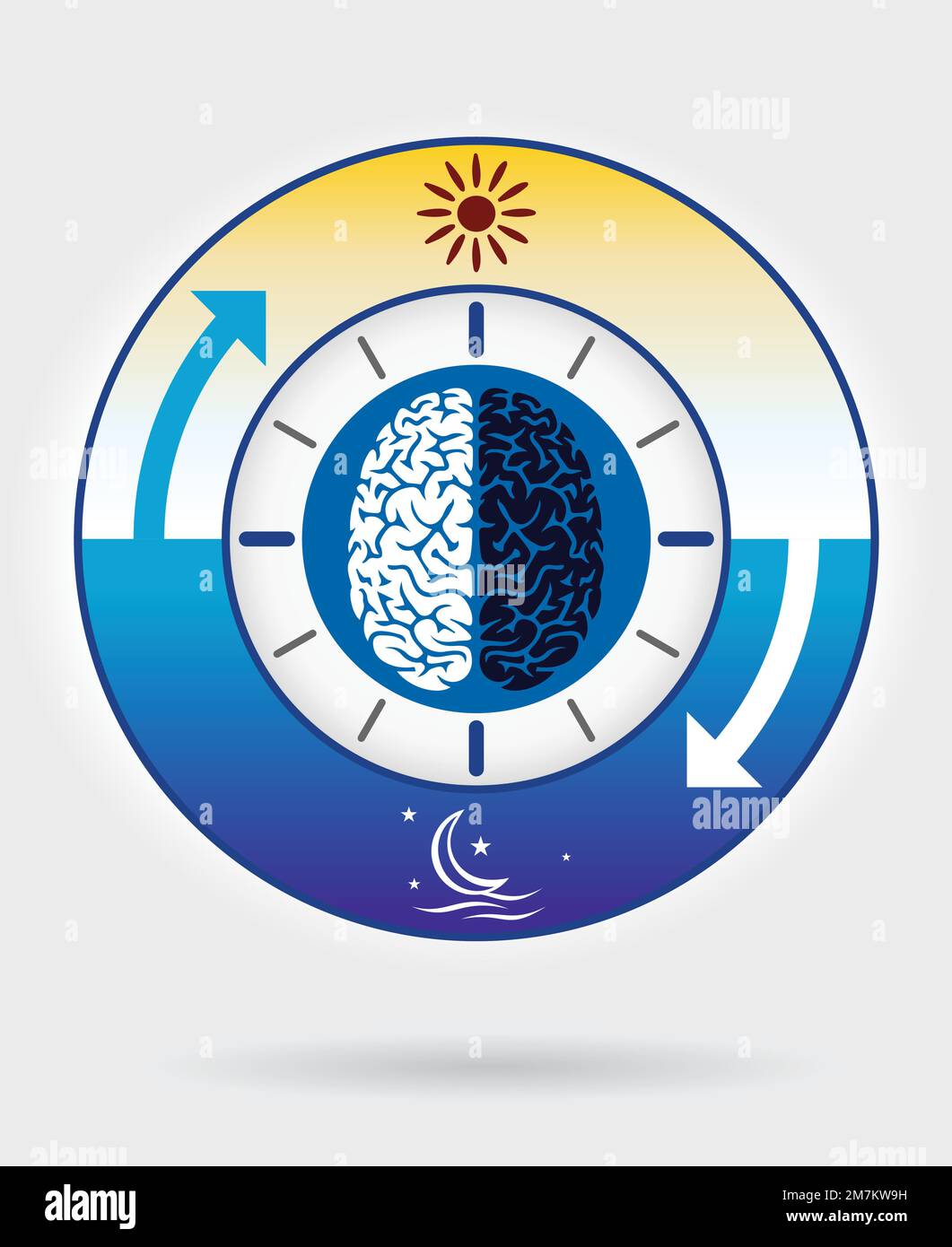 Circadian Day and night rhythm concept, Daily human body inner