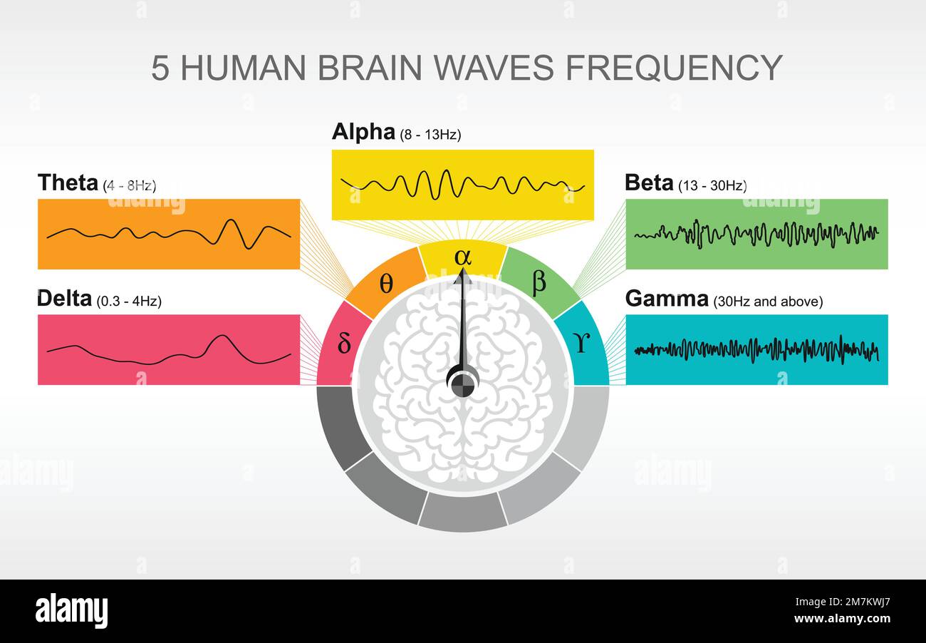 Brain waves oscillating electric voltage Delta, Theta, Alpha, Beta, Gamma vector infographic illustration chart, brain neurons activity study Stock Vector