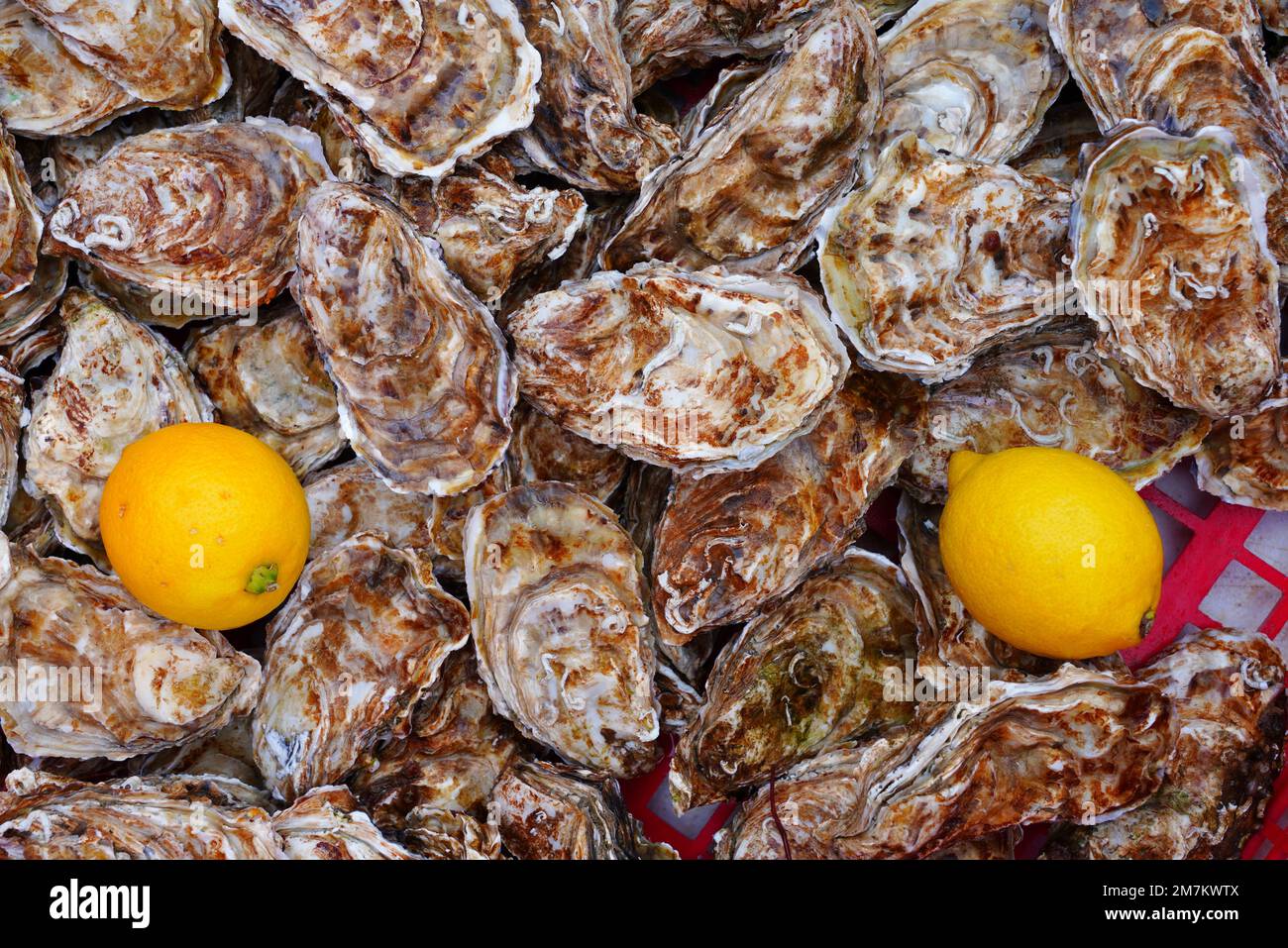 Basket of fresh raw oysters from Cancale in Brittany, France Stock