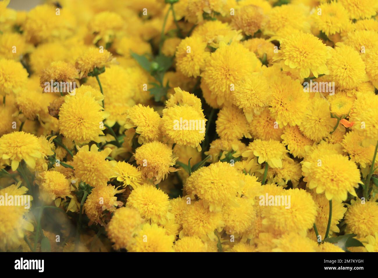 Breeding chrysanthemum hi-res stock photography and images - Alamy