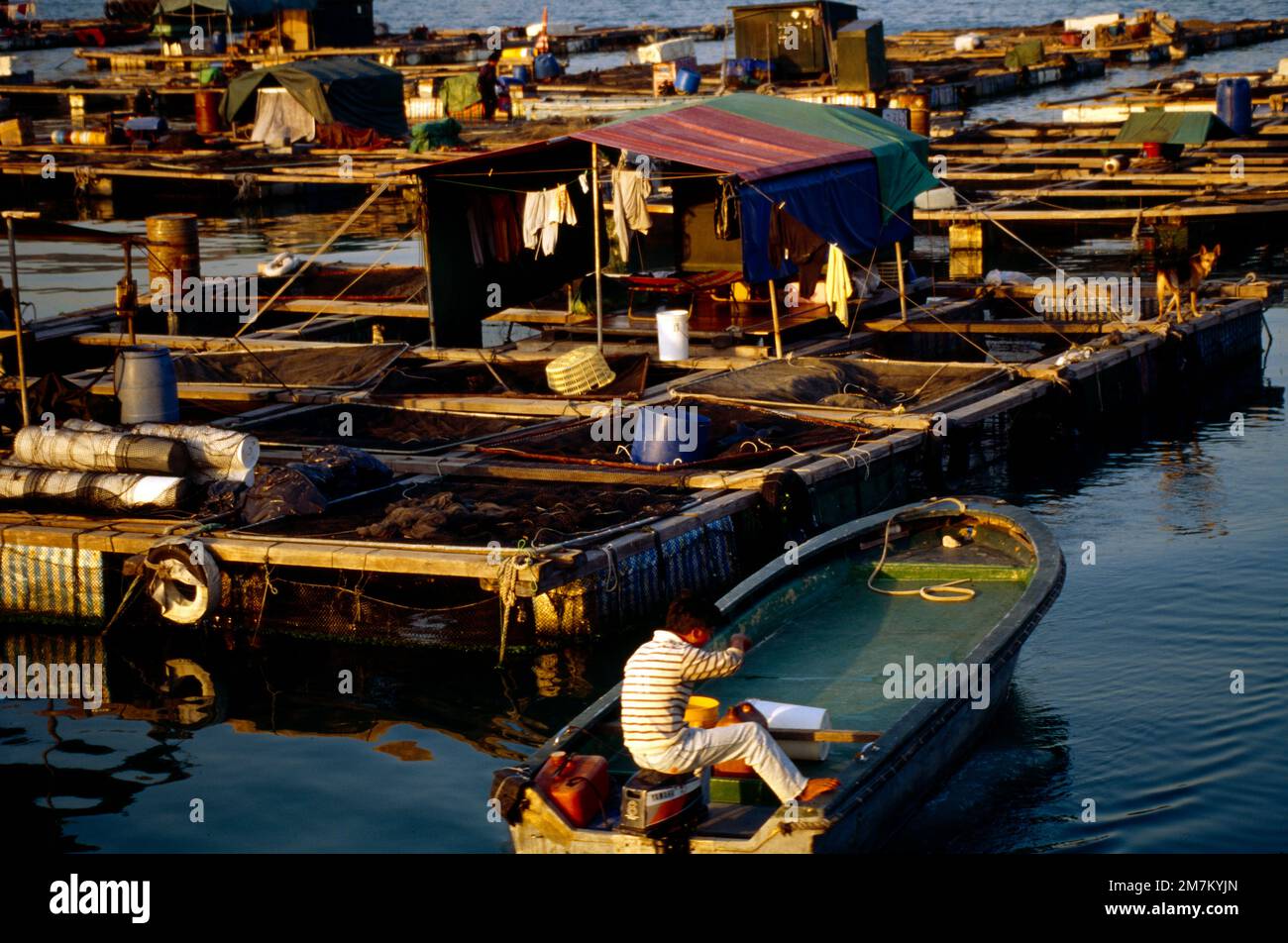 Cheung Chau Hong Kong Outlying Islands Prawn Beds In Harbour Stock Photo