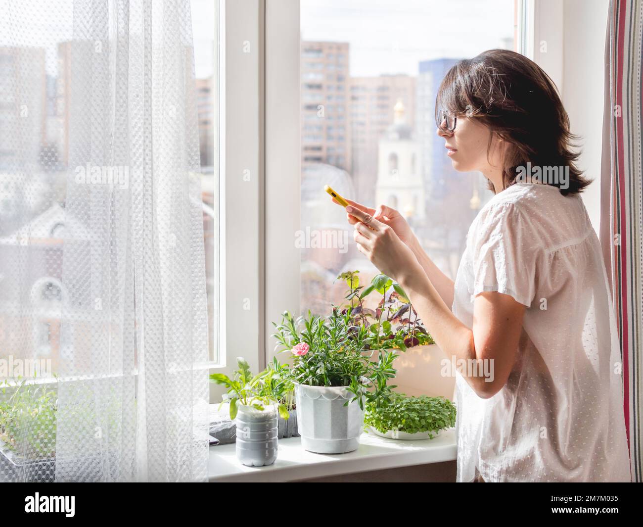 Woman is taking photos of  basil seedlings and microgreens on windowsill. Growing edible organic plants for healthy nutrition. Gardening at home. Stock Photo