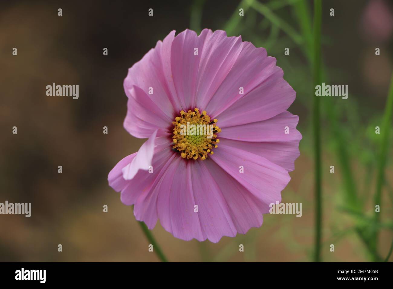 Beautiful cosmos flower sunrise hi-res stock photography and images - Alamy