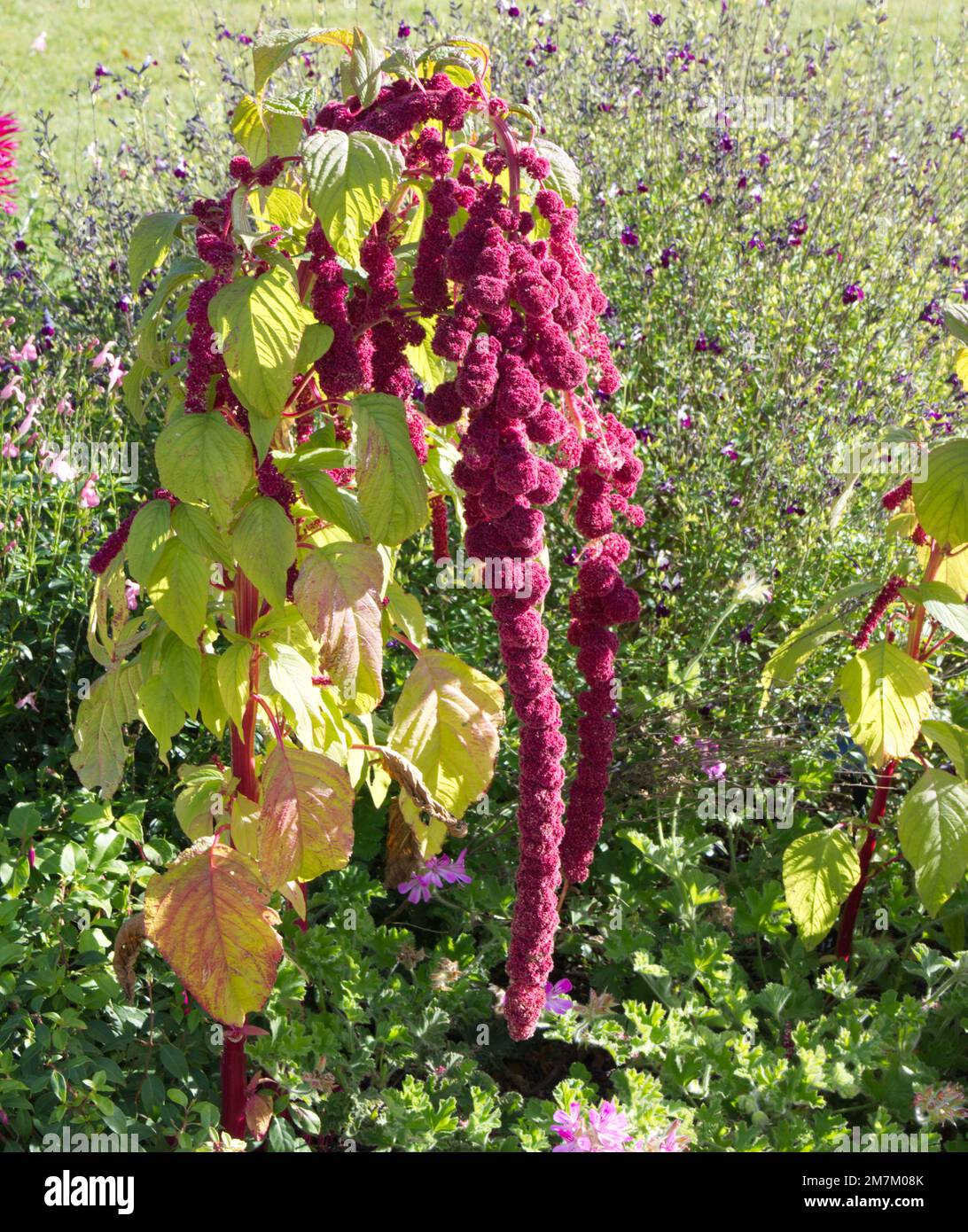 Autumn flowering Amaranthus caudatus also known as love-lies-bleeding