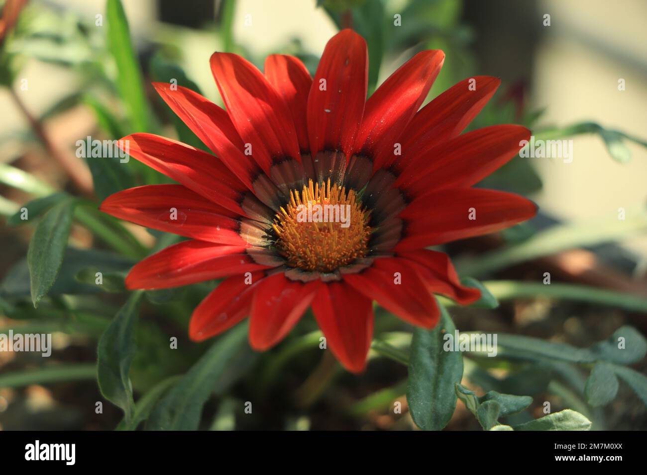 Red orange gazania flower background Stock Photo