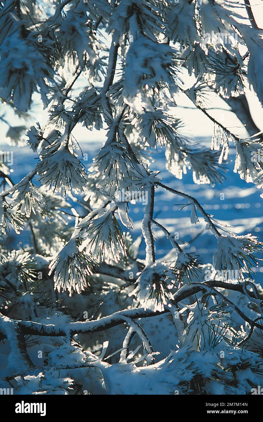 Close up snow covered branches Stock Photo