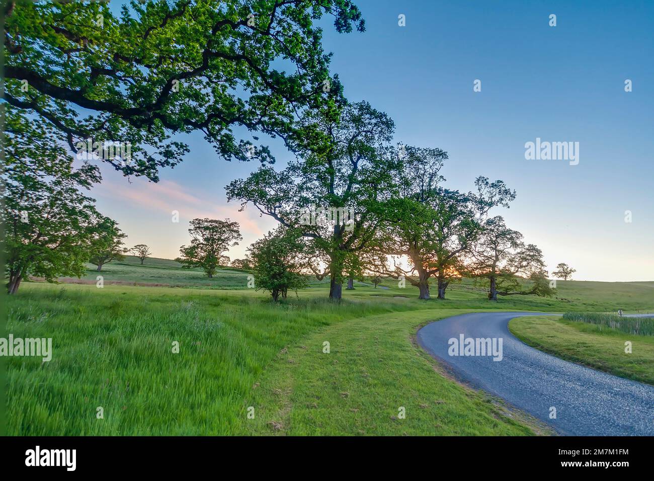 Alley trees during spring hi-res stock photography and images - Alamy