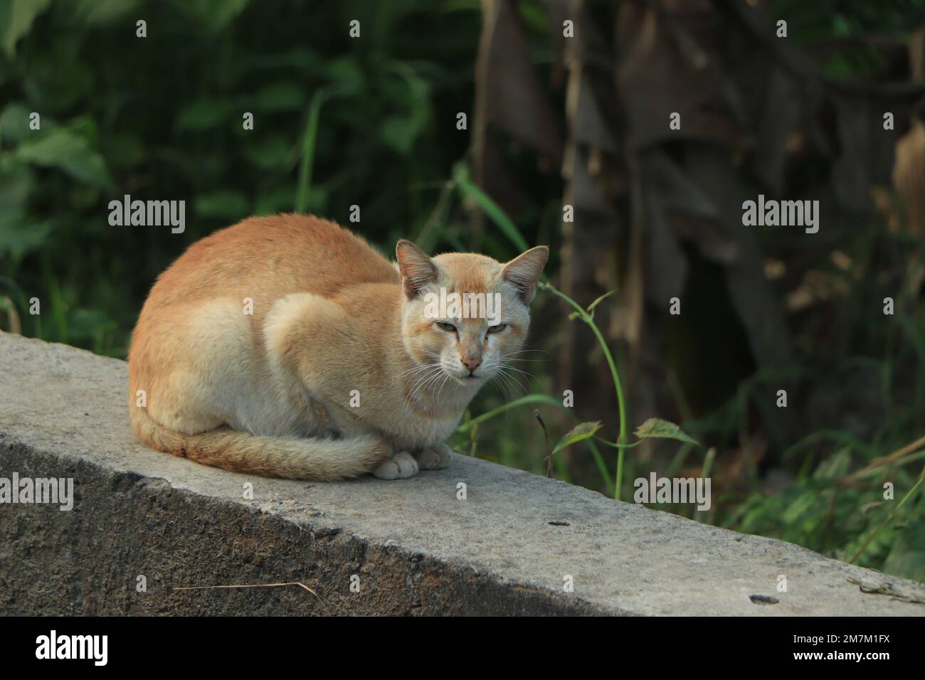 Brown street cat with selective focus Stock Photo